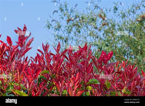 Photinia - red robin - hedge Stock Photo - Alamy