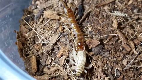 Garden centipede feeding - YouTube