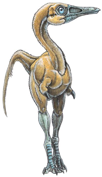 Shuvuuia deserti - A Comprehensive Study Dinosaur Images, Dinosaur Art ...