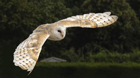 barn owl | barn owl A shot from a couple of months ago. This… | Flickr