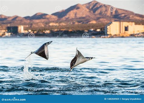 Mobula Ray Jumping Out of the Water. Stock Image - Image of myliobatidae, monk: 148284969