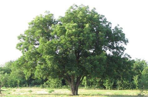 Why is My Pecan Tree Not Producing? | Causes & Suggestions