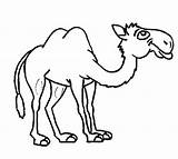 Hilarious Camel coloring Page  Download Print Or Color Online For Free sketch template