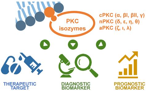 Cancers | Free Full-Text | Protein Kinase C (PKC) Isozymes as ...