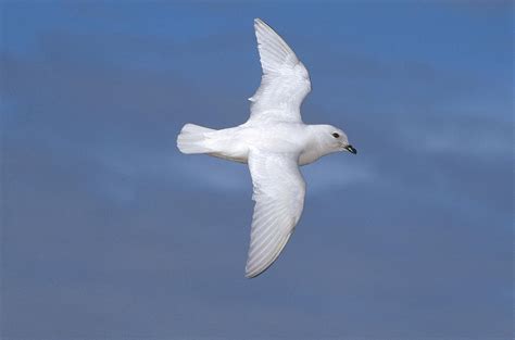 Snow Petrel Flying Near Enderby Isl Photograph by Tui De Roy - Fine Art America