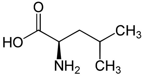 Leucine, L-Leucine - Function, Foods High In Leucine, Benefits