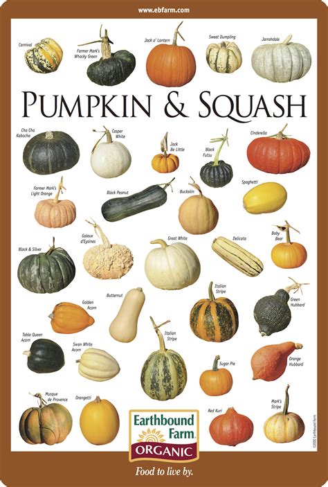 Pumpkin species clipart 20 free Cliparts | Download images on ...