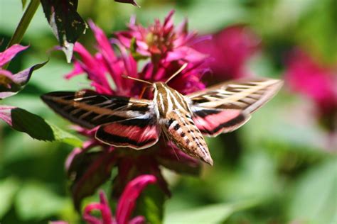 White-lined sphinx hummingbird moth | Morning Bray Farm