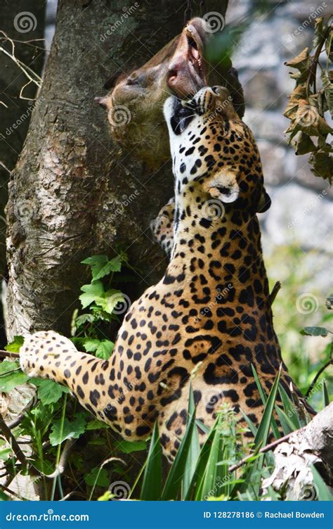 Jaguar Hunting for His Lunch. Stock Photo - Image of colour, pretty: 128278186