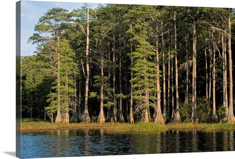 Cypress trees in Lake Bradford Region, Tallahassee, Florida Wall Art, Canvas Prints, Framed ...