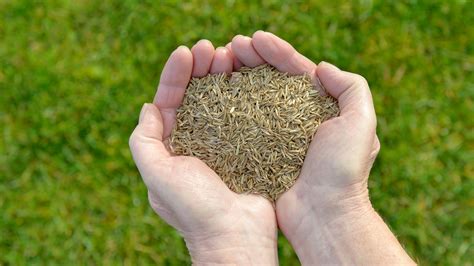 How to plant grass seed: the best ways to sow and grow a lawn, fast | Gardeningetc