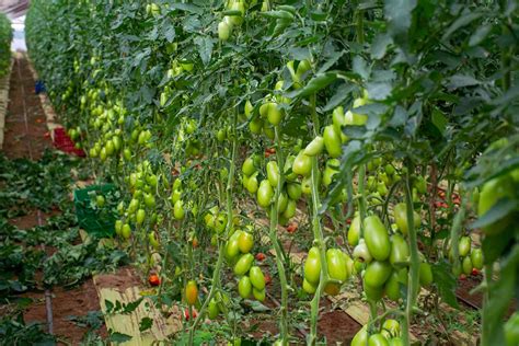 Tips for Growing San Marzano Tomatoes | Gardener’s Path