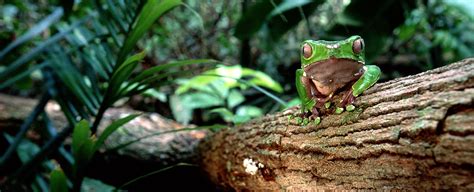 Touring & Wildlife Holidays in Guyana - Geodyssey