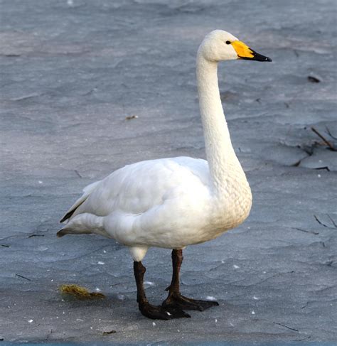 Free photo: Whooper Swan - Animal, Bird, Duck - Free Download - Jooinn