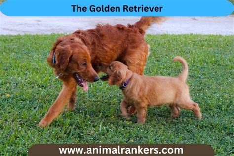 Golden Retrievers: The Ultimate Family-Friendly Dog Breed