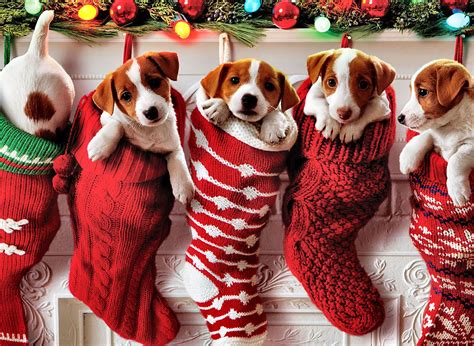 Christmas Puppy Desktop Wallpapers on WallpaperDog