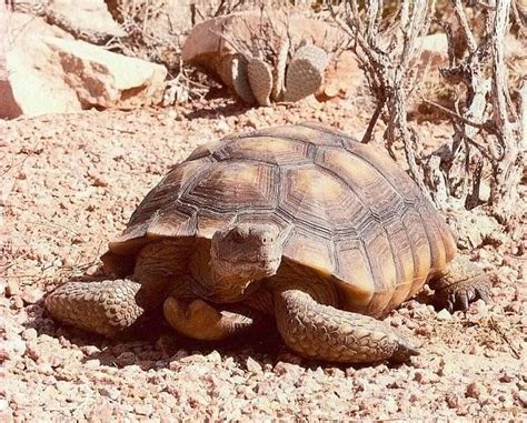 Finally, Mojave Max decides, it’s spring. | Desert tortoise, Mojave, Russian tortoise