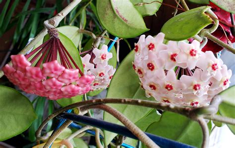 After 7 years my Hoya carnosa (wax plant) is finally blooming! : r/gardening