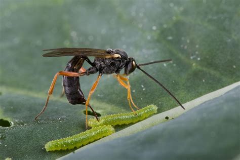 Parasitoid larvae in caterpillars affect behaviour of moths