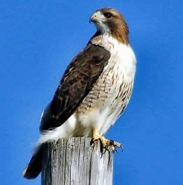 RED-TAILED HAWK - The Texas Breeding Bird Atlas