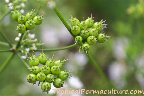 Growing Coriander: How To Grow Coriander From Seed, To Harvest Seeds