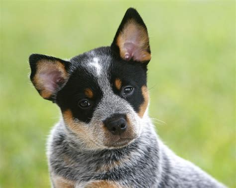 Australian Cattle Dog - Pastor Ganadero Australiano