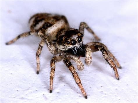 Zebra Spider Facts, Habitat, Diet, Adaptations, Pictures