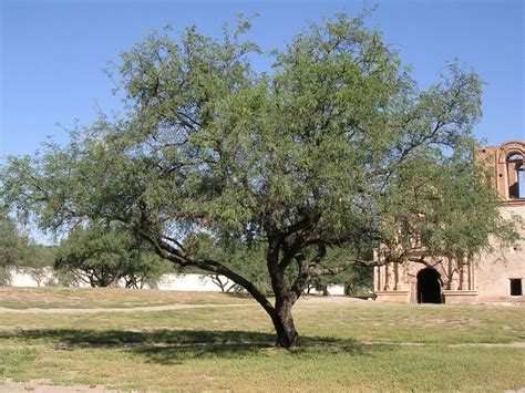 Ethnobotany of Mesquite Trees (U.S. National Park Service)