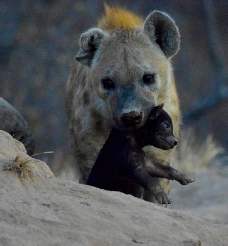 The antics of adorable hyena cubs - Africa Geographic