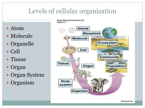 PPT - Levels of cellular organization PowerPoint Presentation, free ...