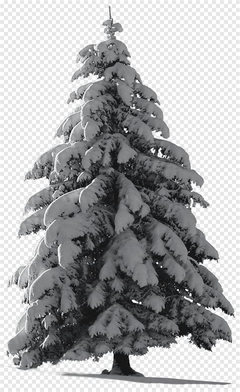 Christmas Tree Snow for my watcher, icy pine tree, png | PNGEgg