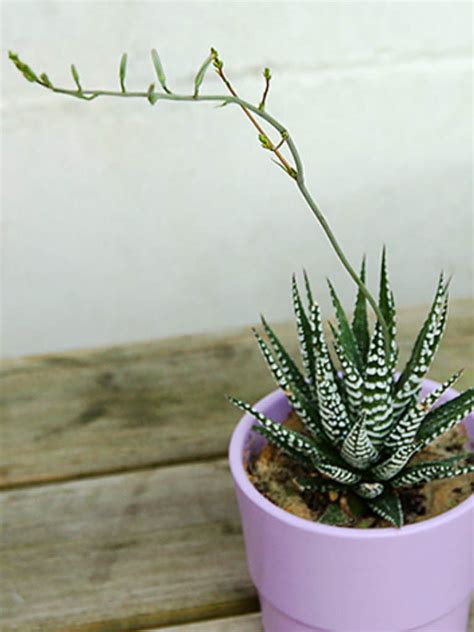 Haworthia attenuata - Zebra Plant | World of Flowering Plants