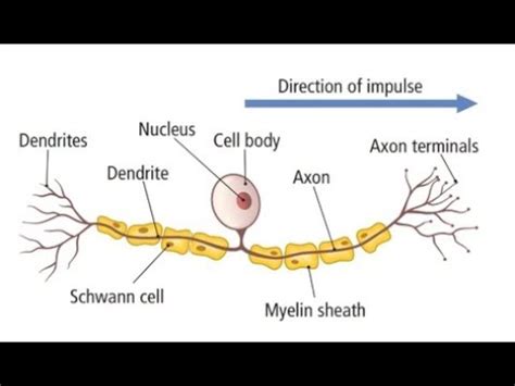 Sensory Neuron Diagram Labeled