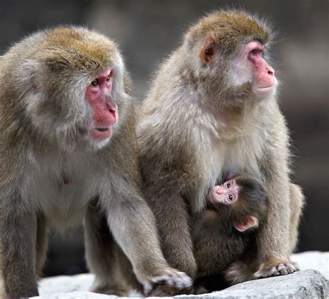 Snow monkeys at the Central Park Zoo in New York City. | Smithsonian Photo Contest | Smithsonian ...