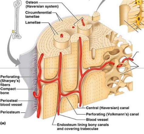 Skeletal System Development - Creative Diagnostics