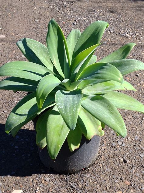 Agave attenuata - Andreasens Green