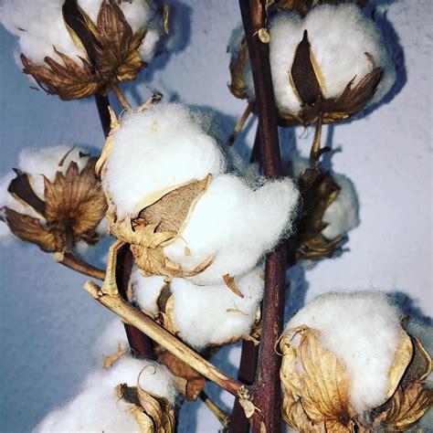 Cotton Plant Flower - Free photo on Pixabay - Pixabay