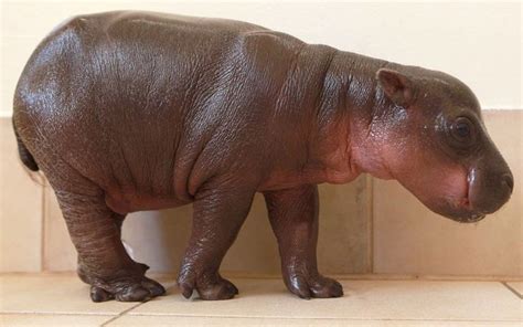 Pictures of the day: 3 April 2012 | House hippo, Hippo, Pictures of the week