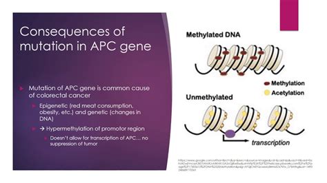 APC gene and colorectal cancer - YouTube