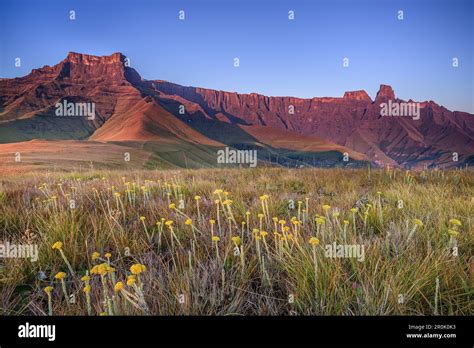 Sunrise at Amphitheatre with Eastern Buttress and Sentinel, Tugela Valley, Amphitheatre, Royal ...