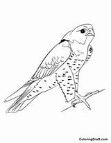Falcon Coloring Pages  ColoringDraftcom sketch template