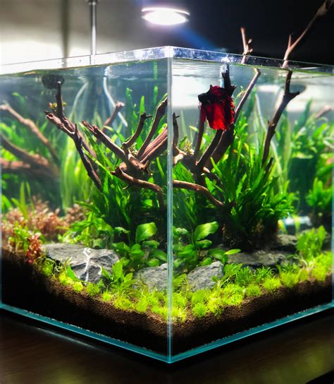 Nano Aquascape Fish Tank - Style Aqua