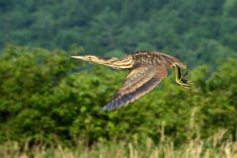 American Bittern | Audubon Field Guide