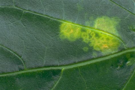 Aphids and How to Protect Your Crop | Koppert US