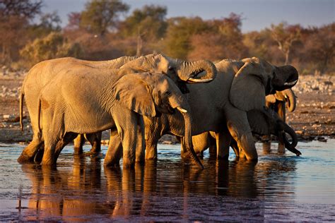 Mokuti Etosha Lodge, Namibia | the full story | Expert Africa