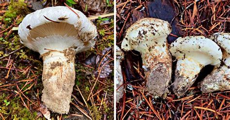 American Matsutake: Identification, Foraging, and Concerns - Mushroom Appreciation