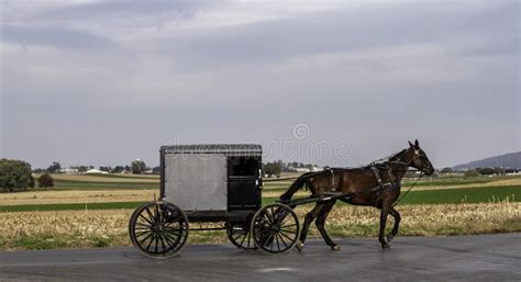 Amish Horse and Buggy 11 stock photo. Image of pasture - 139096228