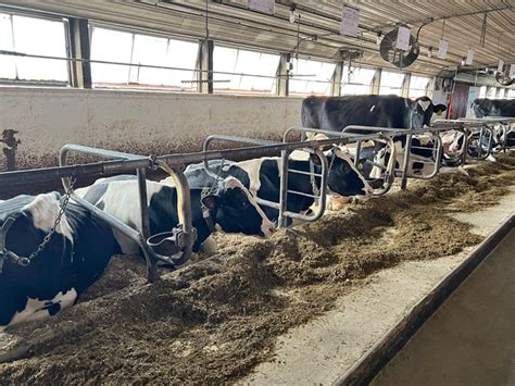 Cattle housing designs: Tie-stall barns - Country Folks