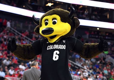 Colorado’s mascot shoots himself below the belt with a t-shirt cannon!