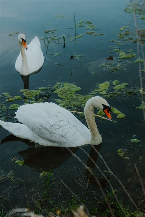 Free picture: Young swan birds swimming in swamp water